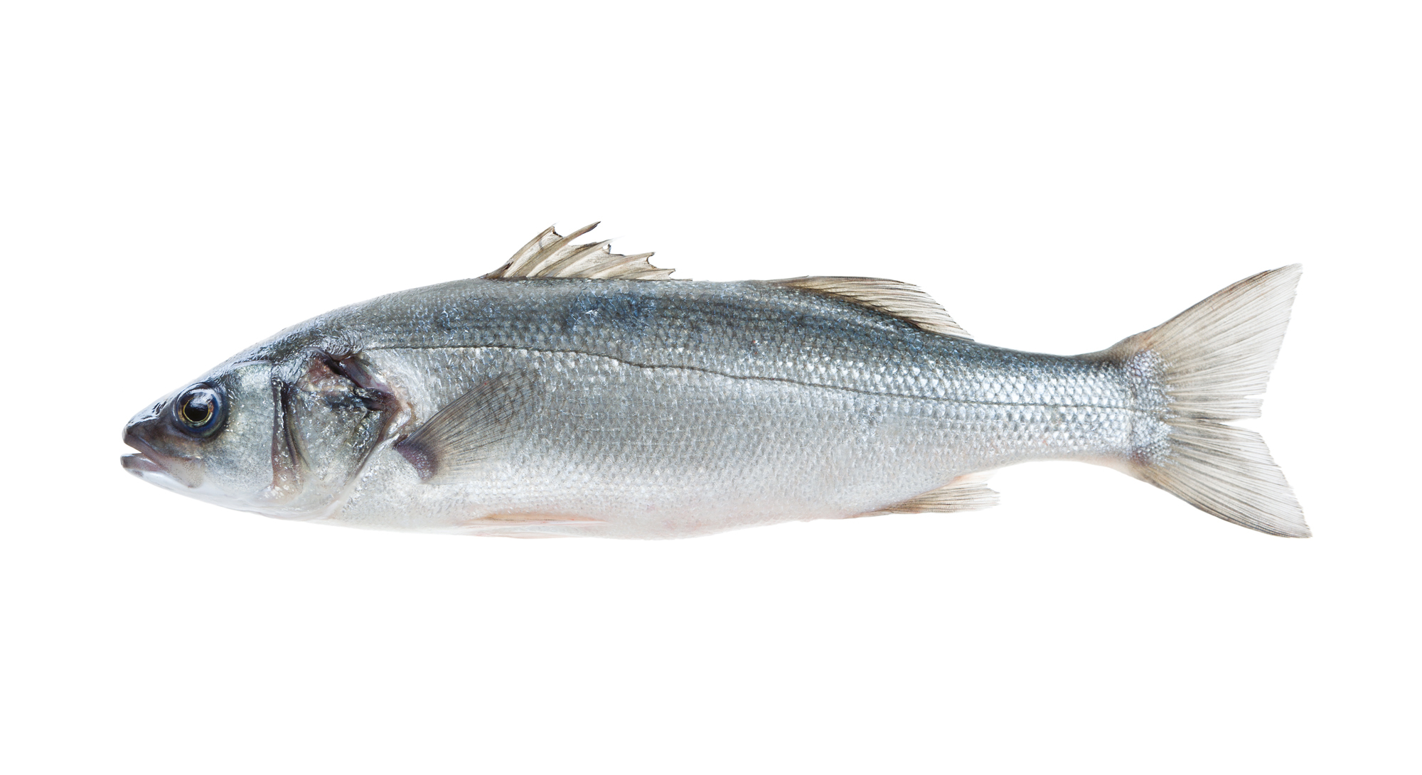 Nederlof Italia Srl | Home - BRANZINO